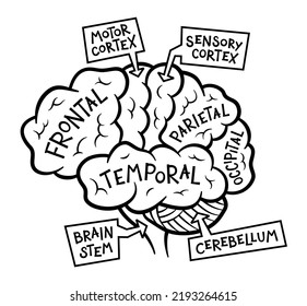 Human brain structure anatomy illustration: functional areas and lobes of the brain in lateral or side view