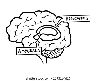 Human brain structure anatomy illustration: hippocampus and amygdala svg