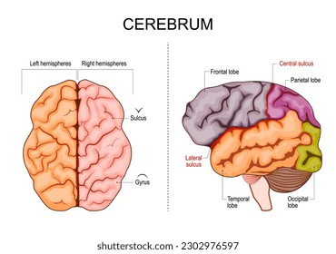 Struktur des menschlichen Gehirns. Hemisphären und Hummeln der Hirnrinde. Eingangs-, Zahn-, Okzitalllobes und Parietallobes. seitlicher und überlegener Blick. Vektorgrafik