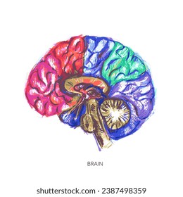 Human brain structure illustration. Internal organ anatomy colorful sketch. Medical health  and psychology symbol drawing poster.