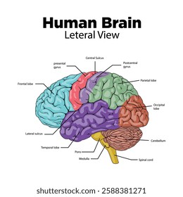 Human brain structure lateral view diagram schematic vector illustration. Medical science educational illustration