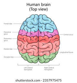 Human brain structure top view diagram schematic vector illustration. Medical science educational illustration