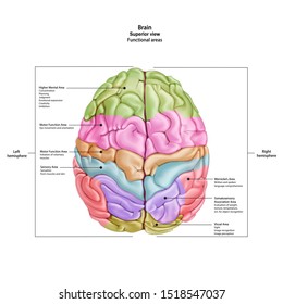 Human brain. Superior view. Medical didactic anatomy illustration with the name and description of functional areas. Vector 3d illustration isolated on white background.