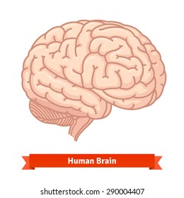 Human brain. Three-quarter view. Flat vector illustrations.