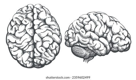 Esbozo de la parte superior del cerebro humano y de la vista lateral. Granos de grabado ciencia anatomía retro medicina dibujo de frenología, grabado de médula vintage aislado en ilustración vectorial blanca