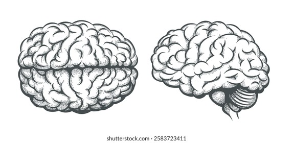 Human brain top and side view. Engraving brains isolated vector illustration