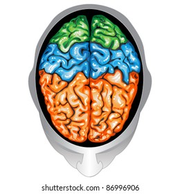 Human brain top view