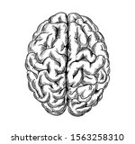 Human brain, top view, hand drawn sketchy vector illustration