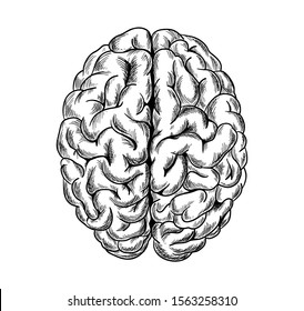 Human Brain, Top View, Hand Drawn Sketchy Vector Illustration