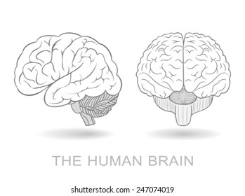 Human brain in two perspectives on a white background. Without a difficult and transparency effects. EPS8 only