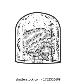 human brain under glass
