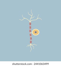 Célula nerviosa neuronal unipolar del cerebro humano. Sinapsis, vaina de mielina, cuerpo celular, núcleo, axón y dendritas. Neurología, ilustración vectorial de dibujos animados de diseño plano clip art