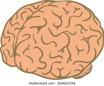 human brain vector 