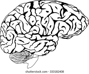 Human Brain Vector Stock Vector (Royalty Free) 333182408 | Shutterstock