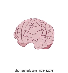 Human Brain Vector Stock Vector (Royalty Free) 503432275 | Shutterstock