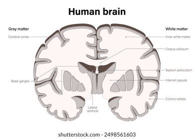 Human brain vector. Anatomy of the cerebral cortex.  White matter and Gray matter. Anterior view of frontal section.