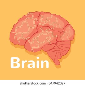 Human brain. Vector flat illustration