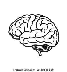 Human brain vector hand drawn. Vector anatomy illustration of the human brain
