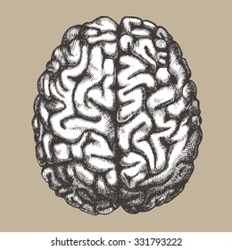 Human Brain. Vector Hand Drawn Illustration.