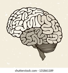 Human brain, vector illustration