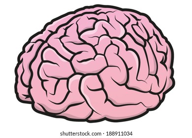 Human brain, vector illustration