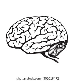 Human brain. Vector illustration