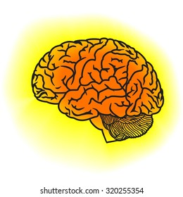 Human brain. Vector illustration