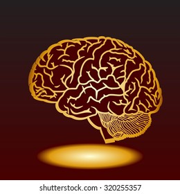 Human brain. Vector illustration