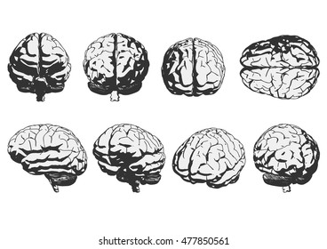 human brain. vector illustration.