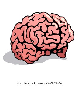 Human brain. Vector illustration