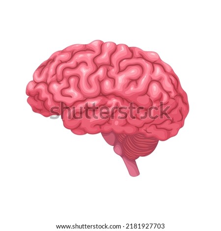Human brain vector illustration. Cartoon isolated organ of nervous system protected by skull bones of head, side view of brain with cerebrum, brainstem and cerebellum to study anatomy, neurology