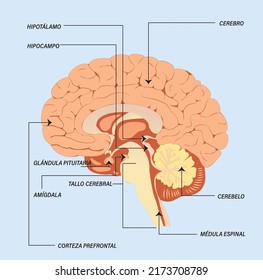 Human brain vector. Illustration detailed anatomy of the brain. 
Regime of parts of head organs with indication of the form.  Cerebral cortex, hypothalamus, spinal cord and thalamus diagram.