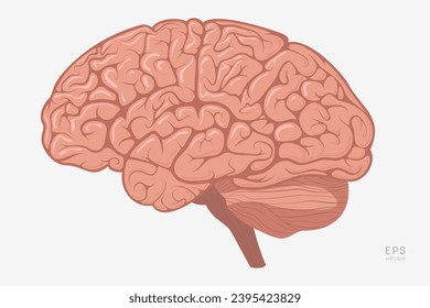 Cerebro Humano. Ilustración vectorial para la educación. Estudio de la Anatomía en los Campos de Fisiología, Psicología y Neurología. La imagen muestra su corteza cerebral, cerebrón, cerebellum, Medulla