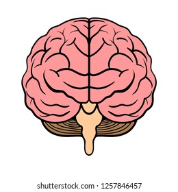 Human Brain Vector Illustration Front View Stock Vector (Royalty Free ...