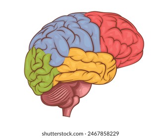Human brain vector illustration.  Human internal organ. Anatomical Illustration.  Science, medicine, biology education. Anatomical structure for medical info learning