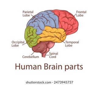 Human brain vector illustration.  Human internal organ. Anatomical Illustration.  Science, medicine, biology education. Anatomical structure for medical info learning