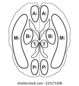 Human brain vector illustration isolated on white