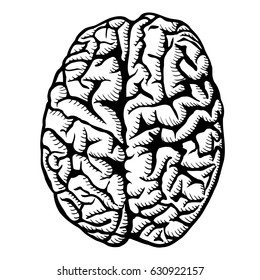 Human brain vector illustration Isolated on white
