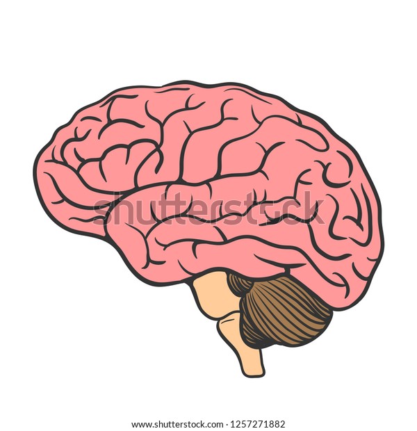 Human Brain Vector Illustration Isolated On Stock Vector Royalty Free Shutterstock