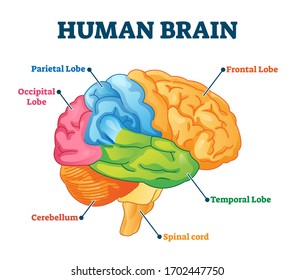 Human brain vector illustration. Labeled anatomical educational head organ parts scheme separated by colors. Diagram with parietal, frontal, occipital and temporal lobe, spinal cord and cerebellum.