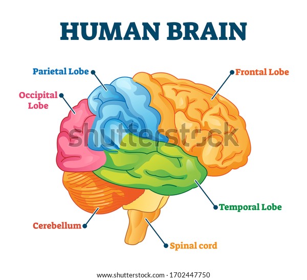 人間の脳のベクターイラスト ラベルと解剖学的教育ヘッドオルガンの部分は 色で区切られたスキームです 頭頂葉 前頭葉 後頭葉 側頭葉 脊髄 小脳の図 のベクター画像素材 ロイヤリティフリー