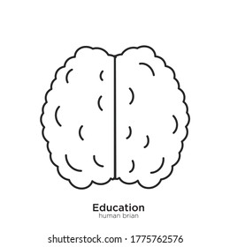 Human brain vector illustration lineal color and filled design