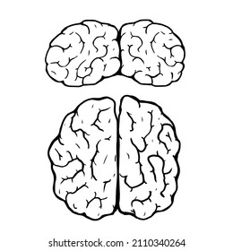 ilustración del vector cerebral humano en fondo blanco