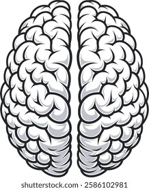 Human Brain Vector Illustration On White Background