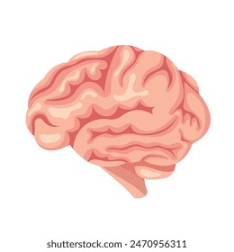 Human brain, vector illustration. Human organ isolated on white.