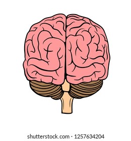 Human Brain vector illustration with rear view  isolated on background 
