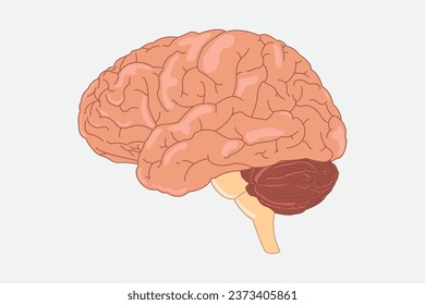 Human brain vector illustration. side view of brain with cerebrum, brainstem and cerebellum to study anatomy, neurology. eps 10 