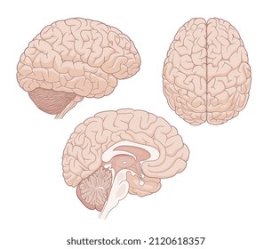 Human Brain Vector Illustration. Top View, Side View And Sagittal Section.