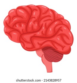 Human brain. Vector illustration white isolated background