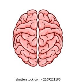 Human Brain vector isolated on white background